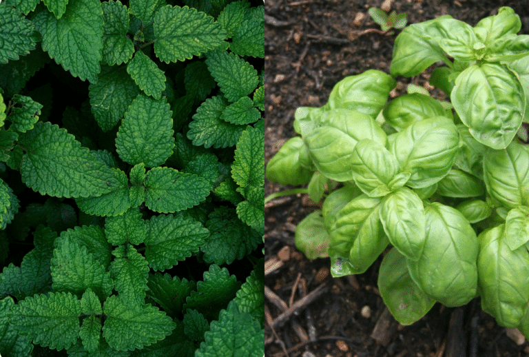 What Are the Best Herbs to Grow Indoors for Beginners