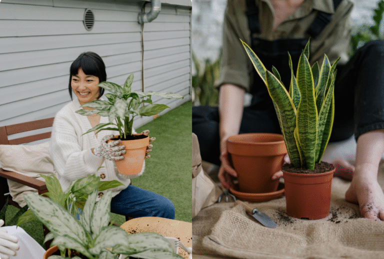 11 Best Indoor Plants for Low Light Rooms