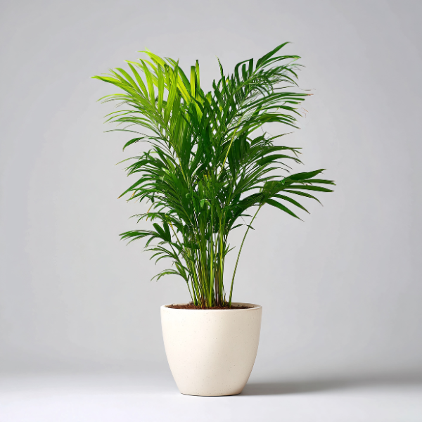 Parlor Palm (Chamaedorea elegans)